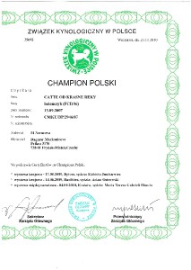 champion-polski.jpg